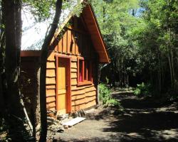 Bosque de Pucon