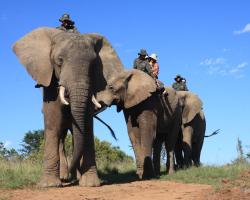 Addo Elephant Back Safaris