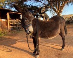 Lydenrust Guest Farm