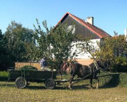 Platanus