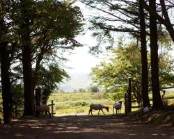 Wheal Tor Hotel & Glamping