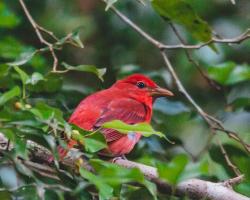 Chosa Manglar Nature Suites