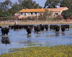 Manade des Baumelles
