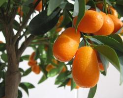 Apartments Fortunella