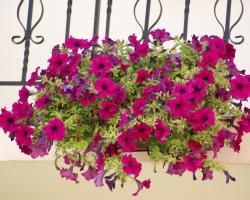 Andrianna Apartments