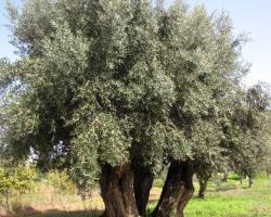 Monsaraz