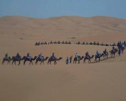 Camel Trekking Sahara Tour