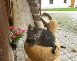 Ferien am Land - WALDBAUER