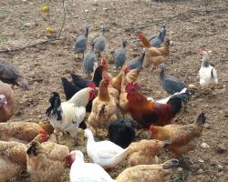 Casa Rural Viña es Canya