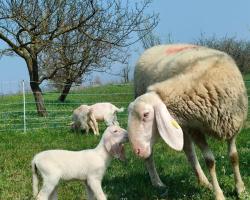 B&B Naturin - Cascina Colombaro