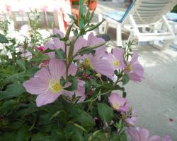 Πανσιόν Γιώργος & Ράνια