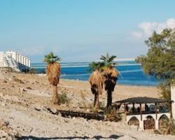 Rose Dead Sea Neve Zohar