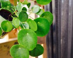 New Central Vaci Apartments