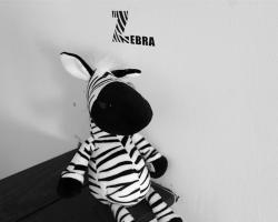Mr. Zebra Hostel