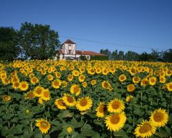 Chambres Rozies Dunes