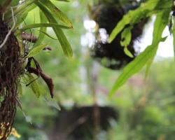 Natures Bliss Garden Stay