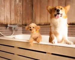 わんわんパラダイス 高山