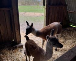 Billund Farm Holiday