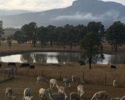 Starline Alpacas Farmstay Resort