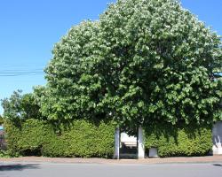 Jardins en Ville