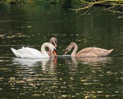 Domek w Dolinie Drwęcy