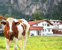 Apartment Tirol