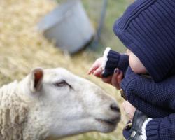 La Petite Ferme des Vitoz