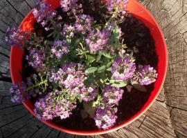 Djurdja Apartment, hotel in Arandjelovac