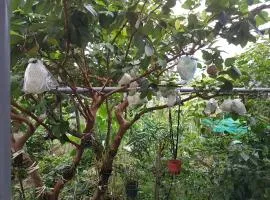 Ganoun Homestay