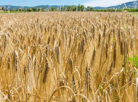 Agriturismo Case Nuove, farm stay in Castellina Marittima