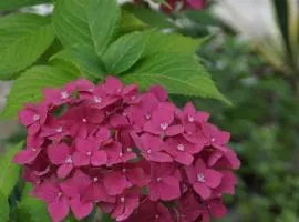 Olesya Guesthouse