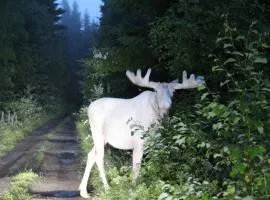 Lövås Gård Koppera