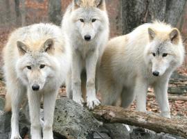 Aux 3 Loups, hotel med parkering i Châtenois