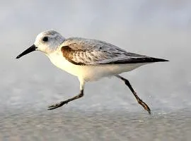 Strandläufer Zempin