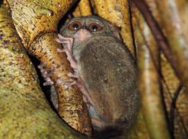 Tangkoko Safety Stop, dovolenkový prenájom v destinácii Bitung