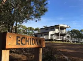 Echidna on Bruny