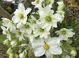 Clematis House Gloucester Road