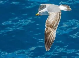 MAMAIA SAMMERLAND APARTAMENT 3 camere