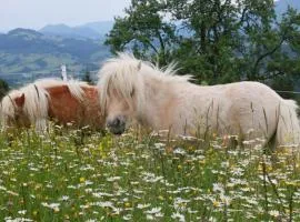 Bio Bauernhof - Mini Shetland Ponyhof "Almbauer"