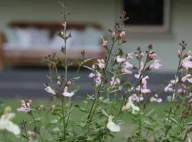 Serendipity on Allyn