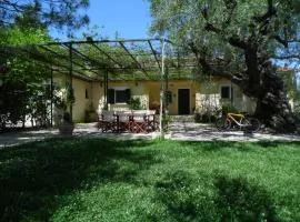 TheNi Olive Grove Villa