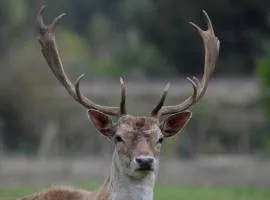 Domaine Shambala - gîte en Provence avec une Grande Piscine