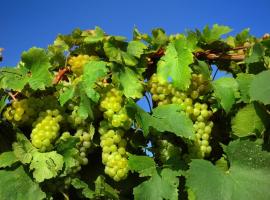 Winnica "Żabi Raj" – gospodarstwo agroturystyczne 