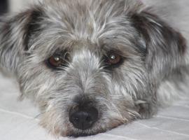 Tammwarftshof, Hotel in Pellworm