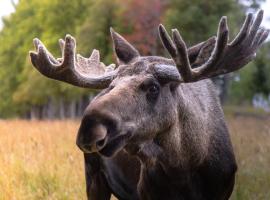 Moose Garden, hotel en Orrviken