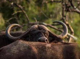 Mpeti Lodge