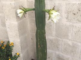 Cactus e ulivi villa a Speziale, hotel a Montalbano