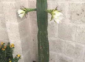 Cactus e ulivi villa a Speziale