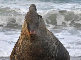 La Antonieta Estancia de Mar, cottage in Dos Pozos