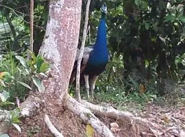 Guruwaththa Eco Lodge